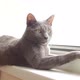 Blue Russian Cat Lies on the Window - VideoHive Item for Sale