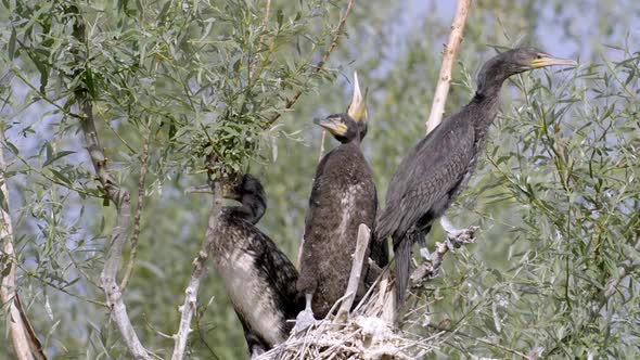 Cormorant Nest With Chicks