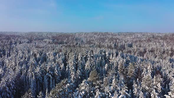 Cinematic Aerial View of a Cold Snowcovered Forest at the Top of a Hill alt