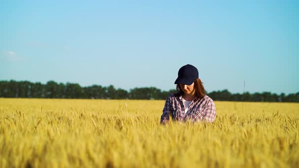 Female agronomist examining wheat ears in field in summer alt