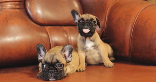 Two Young French Bulldog Dog Puppy Puppies Sitting On Red Sofa Indoor alt