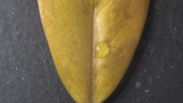 Macro Close Up Footage of Yellow Leaf Fallen From Ficus Tree with Droplets on It. The Camera Slowly alt