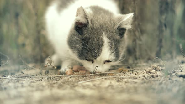 Hungry Kitten.Stray Cat Eating Food.Volunteer Help And Care Abandoned Homeless Animals. alt