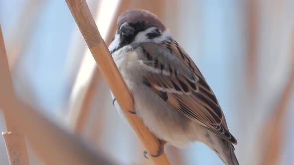 Gorgeous Footage of a Sparrow on a Reeds in Wild Nature