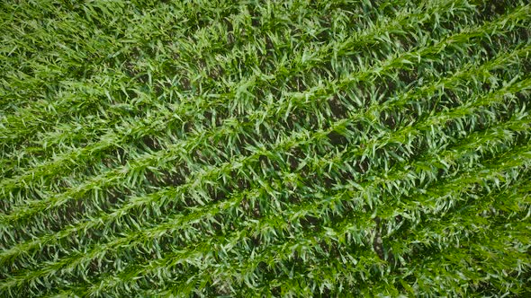 Flying Over Golden Green Corn Sheaves Field Ready for Harvest alt