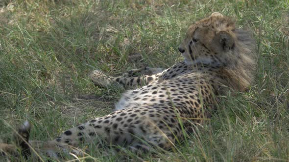 Cheetah cub resting alt