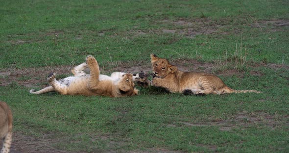 African Lion, panthera leo, Cubs playing, Masai Mara Park in Kenya, Real Time 4K alt