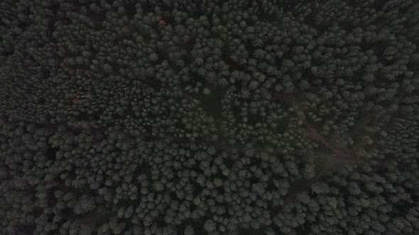 Aerial view. Forest
