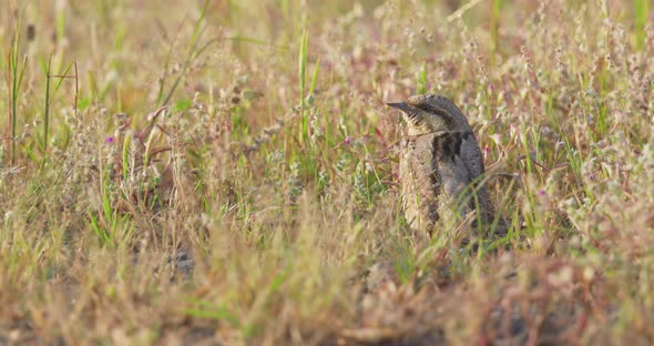 Eurasian Wryneck Bird Standing On Field And Looking Around. - close up alt