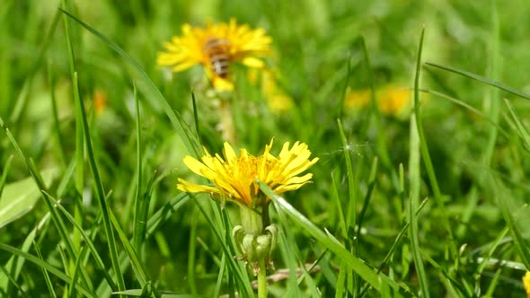 Green Meadow