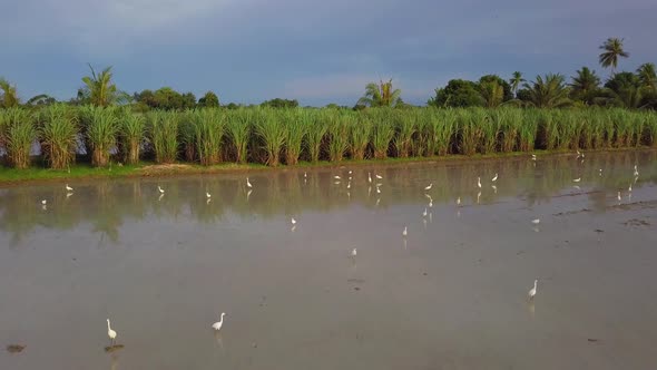 Aerial white egrets bird searching food in paddy field  alt