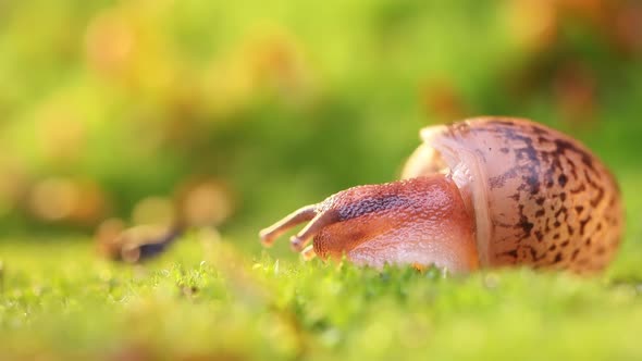 Closeup of a Snail Slowly Creeping in the Sunset Sunlight alt