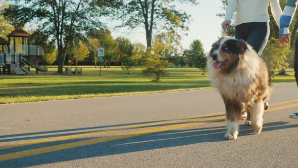 A Family Couple Strolls in the Park with Their Favorite Australian Shepherd. Steadicam Shot alt