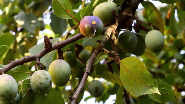 Growing Ripening Plums on the Branches