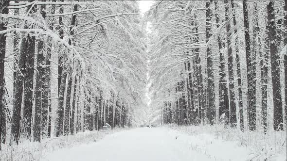 The alley and the row of a trees in a forest in the winter