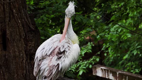 A pelican sits on a tree and cleans feathers in an animal park