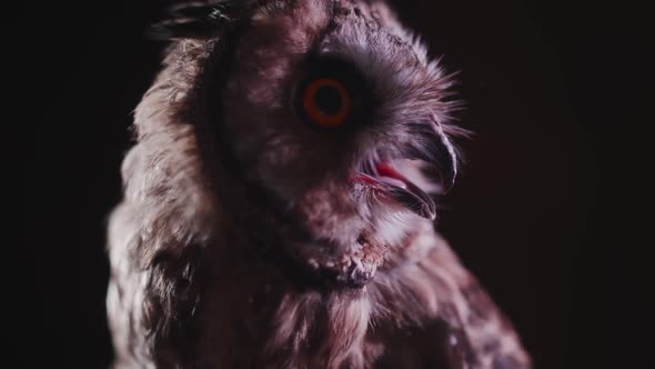 owl on a dark background with big eyes alt