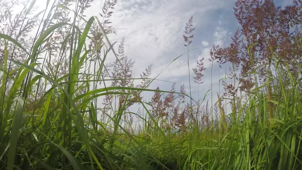 Tall Field Grass In Good Weather In Summer, Motion