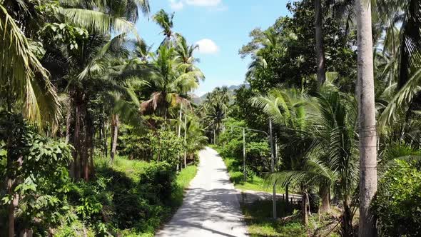 Path Through Coconut Plantation. Road Going Through Coconut Palms on Sunny Day on Koh Samui Island alt