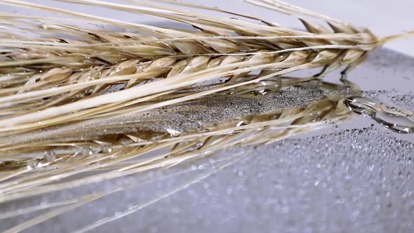 Ear of dry wheat in water drops rotate loop macro