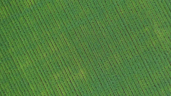 Rotating aerial view over grassy farm field alt