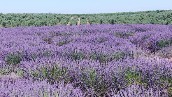 Lavender Fields and Olive Trees in La Provence France