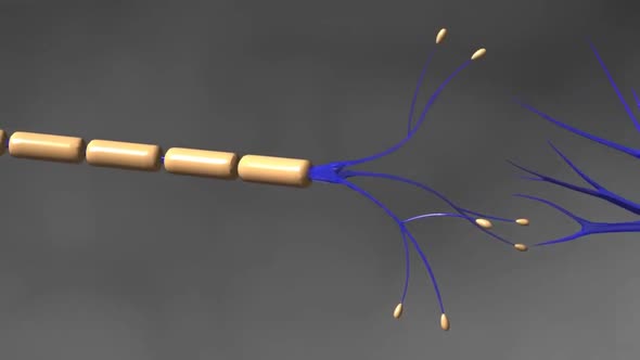 The human brain Neuron Neurons in action. electrical impulses alt