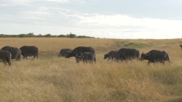 African buffaloes walking on dry grass alt