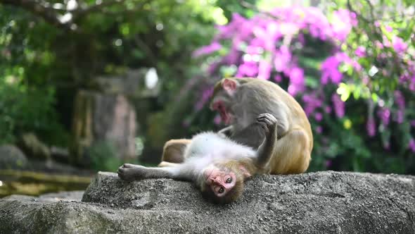 Two Adult Red Face Monkeys Rhesus Macaque Grooming Each Other in Tropical Park