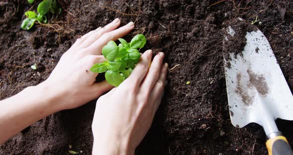 Woman planting saplings in soil alt