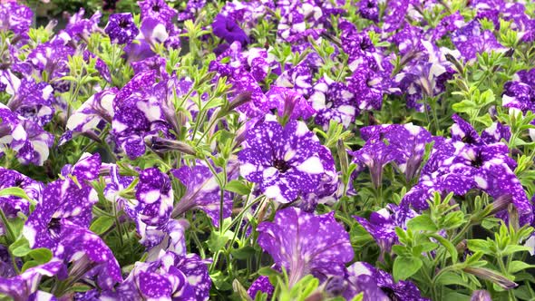 Night Sky Petunia flowers alt