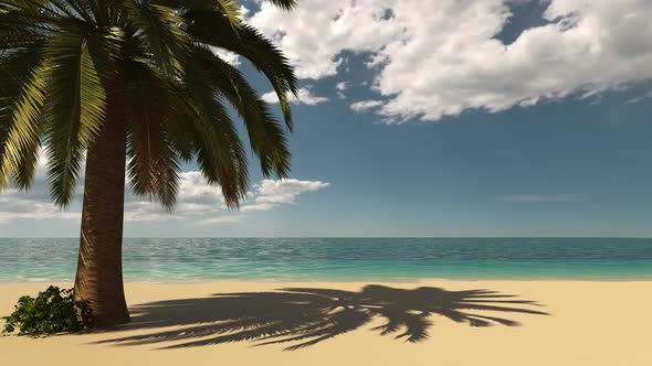 Tropical beach near the sea with palm tree