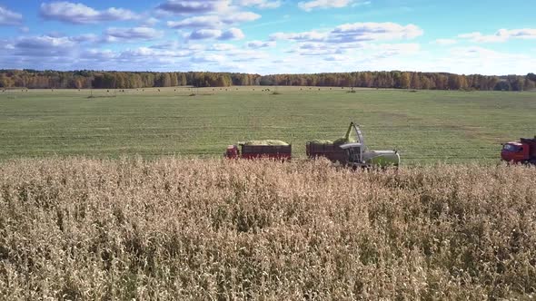 Bird Eye View Harvester Gathers Corn for Silage in Field alt