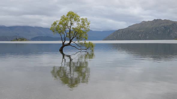 The Most Famous New Zealand Tree Is Wanaka Tree