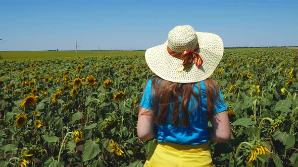 Adorable young girl in white straw hat and blue t-shirt in yellow sunflowers crops field from behind alt