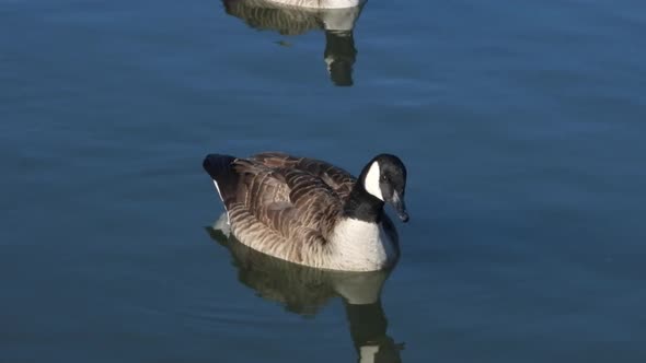 Elegant Canadian goose swimming in blue water. Static alt