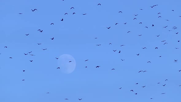 A flock of wild birds flies against the background of the moon.