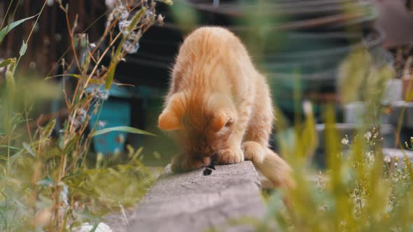 Homeless Wild Red Kitten Playing on a Landfill in the Back Yard on the Trash alt