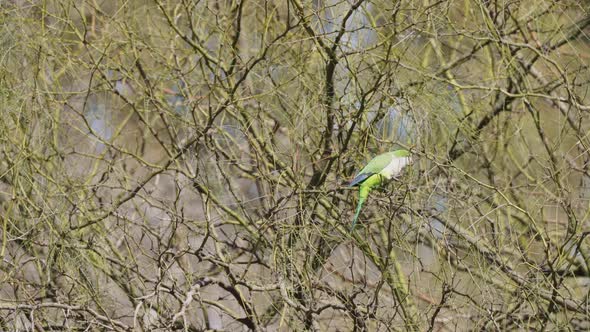 A small nest builder, monk parakeet, myiopsitta monachus breaking twigs off tree in a dry tree envir alt