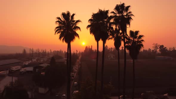 Warm sunset shows the shadows of palm trees in urban town. alt