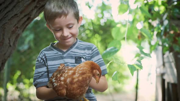 A Shy Boy 5-6 Years Old Is Holding a Young Chicken in His Hands