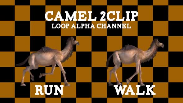 Camel 2 Clip Loop