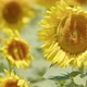 Beautiful Natural Plant Sunflower In Sunflower Field In Sunny Day 05 - VideoHive Item for Sale