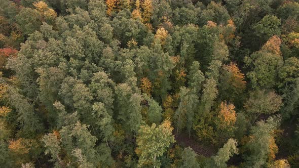 Beautiful Autumn Forest in Europe Aerial View alt