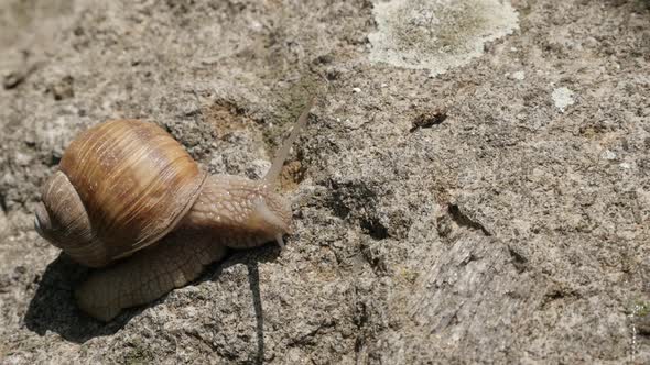 Slow motion  moving of Burgundy snail close-up 1080p FullHD footage - Helix pomatia escargot  slow-m alt