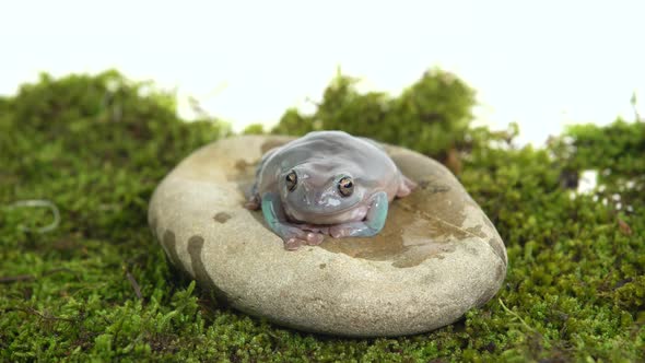Australian Green Tree Frog Sitting on a Stone on Green Moss in White Background. alt