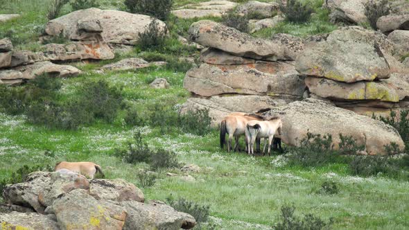 Wild Przewalski Horses in Real Natural Habitat Environment in The Mountains of Mongolia alt