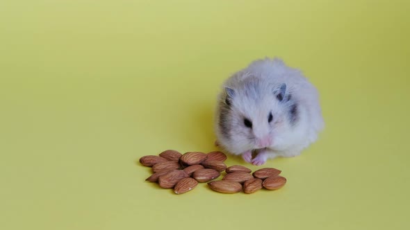 Cute Hamster Eating Almonds on Yellow Background