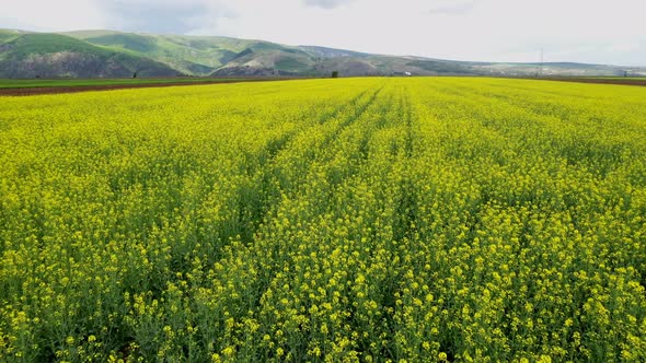 Drone view of blooming rapeseed. alt