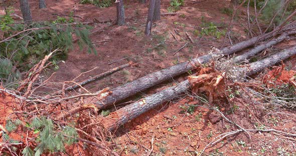 A Landscape of a Construction Site That is Whose Roots Have Been Trees Uprooted is Clear for the alt